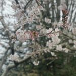 Flowering Tree