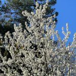 Flowering Tree 2