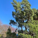 Hollywood Juniper