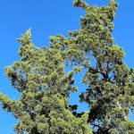 Hollywood Juniper 2