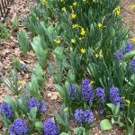 Hyacinth, Daffodils, and Tulip