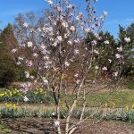 Hybrid Magnolia