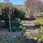 Hybrid Magnolia, Daffodils, and Pansies