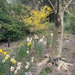Large Cup Daffodil