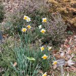 Narcissus and Stone Crop