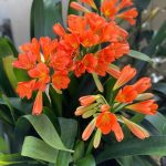 Orange Flowers 3