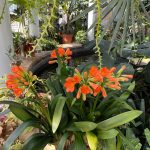 Orange Flowers 4