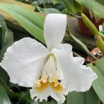 Orchid