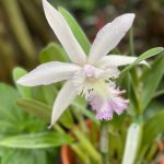 Orchid 2