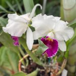Orchid 3