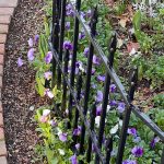 Pansies