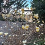 Paperbush