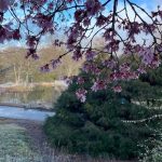 Pink Blossoms