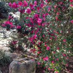 Pink Blossoms 3