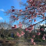 Pink Blossoms 4