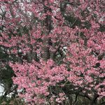 Pink Blossoms 5