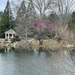 Red Bud Tree