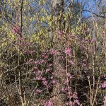 Red Bud Tree 2