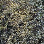 Spirea