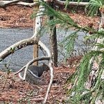 Squirrell