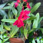 Tropical Flower