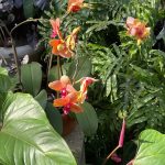 Tropical Flowers