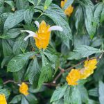 Tropical Flowers 2