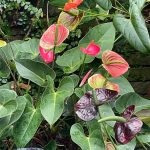 Tropical Flowers 3