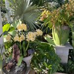 Tropical Flowers 4