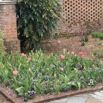 Tulip and Pansies 2