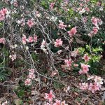 Windflower