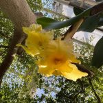 Yellow Tropical Flower