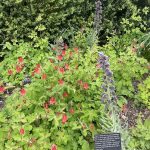 Agecroft Hall 15