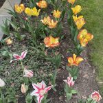 Agecroft Hall 23