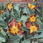 Agecroft Hall 35