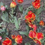 Agecroft Hall 36