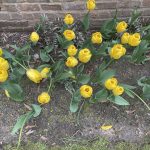 Agecroft Hall 43