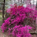 Azaleas 2