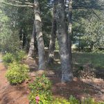 Camellias and Pines