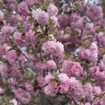 Japanese Cherry Tree 2