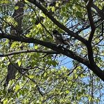 Joseph Bryan Park 13