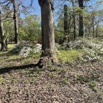 Joseph Bryan Park 21
