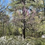 Joseph Bryan Park 24