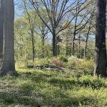 Joseph Bryan Park 25