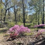 Joseph Bryan Park 7