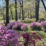 Joseph Bryan Park 9