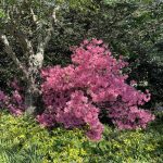 Azalea