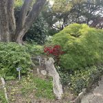 Azalea 3