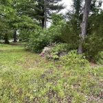 Azalea and Pine in Hanover, Virginia