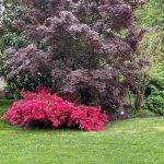 Azalea and Red Leaf Maple